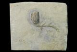 Fossil Crinoid (Clematocrinus) - Dudley, England #135580-1